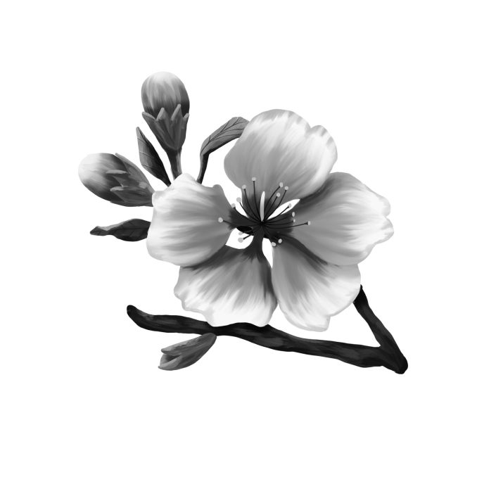 Kirschblüte Schwarzweiß, Illustration