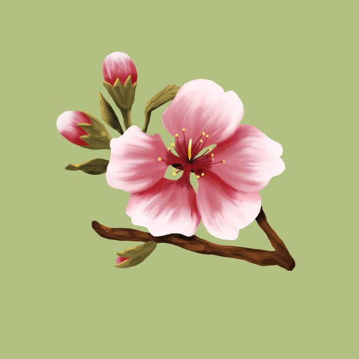 Kirschblüte