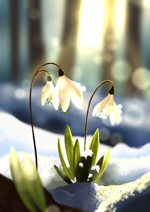 Schneeglöcklchen, Illustration
